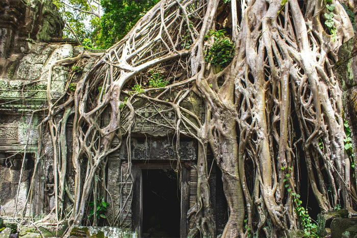 Aged Cambodian Oil 10-years-plus – CAM RESERVE - theperfumist - the house of the perfumist - royal attar