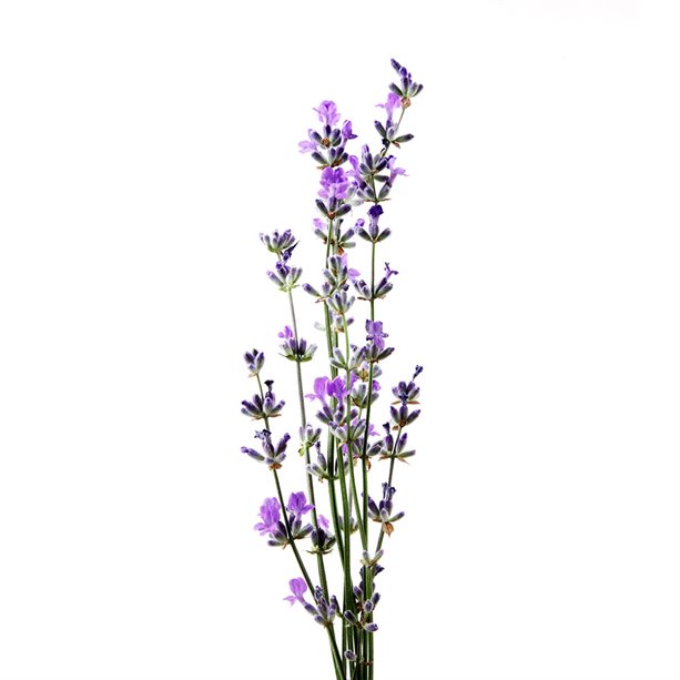 Avon Overnight Foot Treatment Cream with Lavender - 150ml