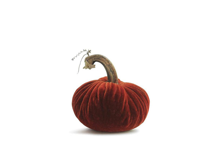 PP Bittersweet Pumpkin
