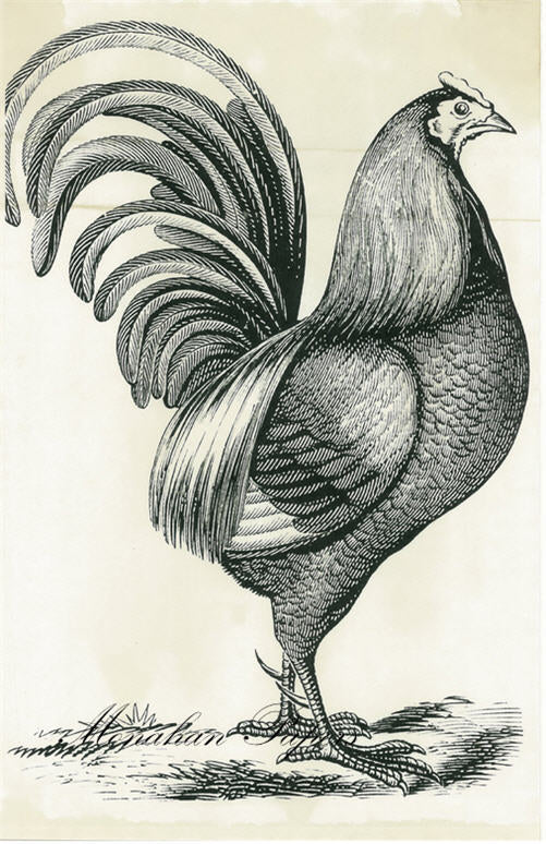 Cock Robin SPS332