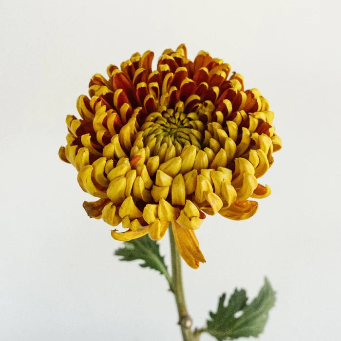 Crimson Spice Stem - Image