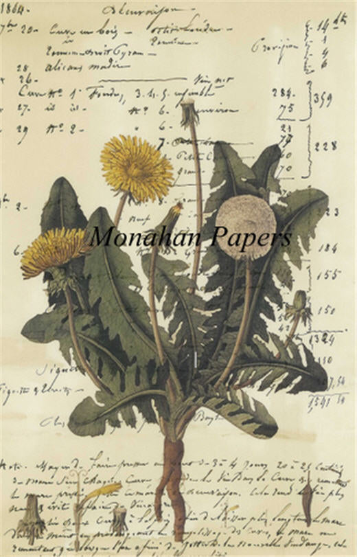 Dandelions Botanical 9 (027) BOT9