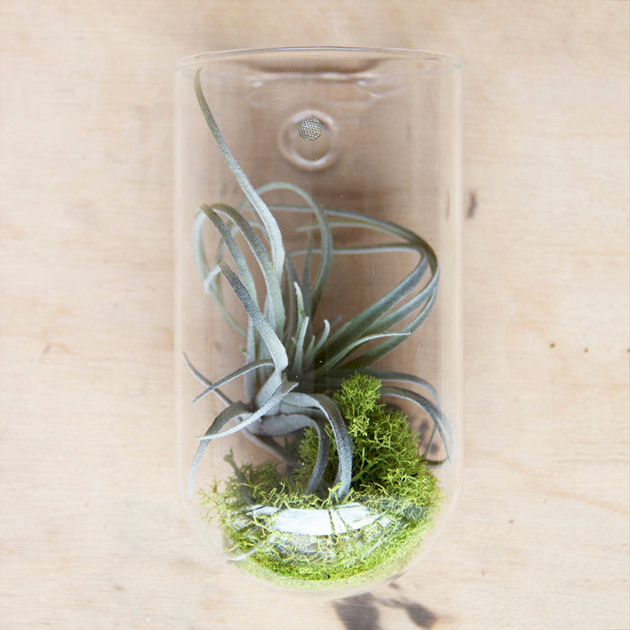 Glass Planter Wall Cup