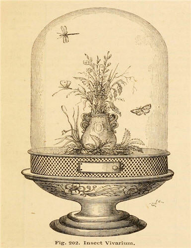 Insect Vivarium (007) X175