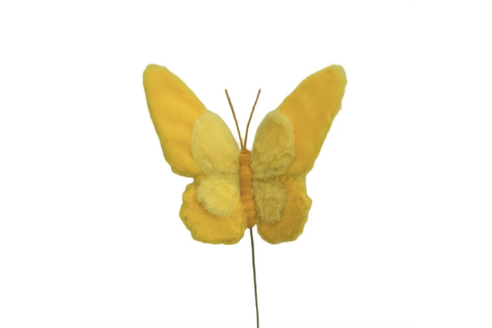 Insect