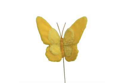 Insect