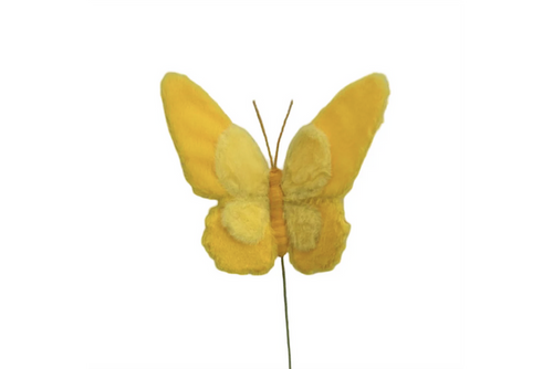Insect