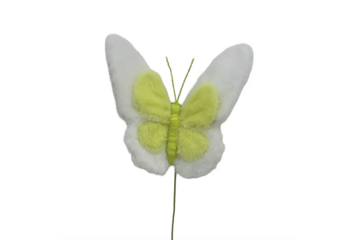 Insect