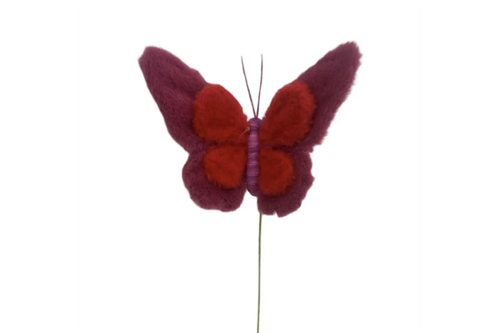 Insect