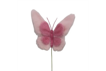 Insect
