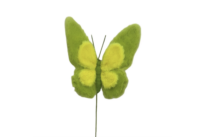 Insect