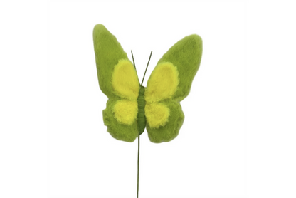 Insect