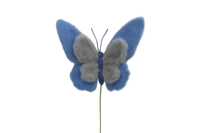Insect