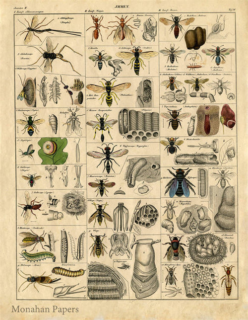 Insects SPS645