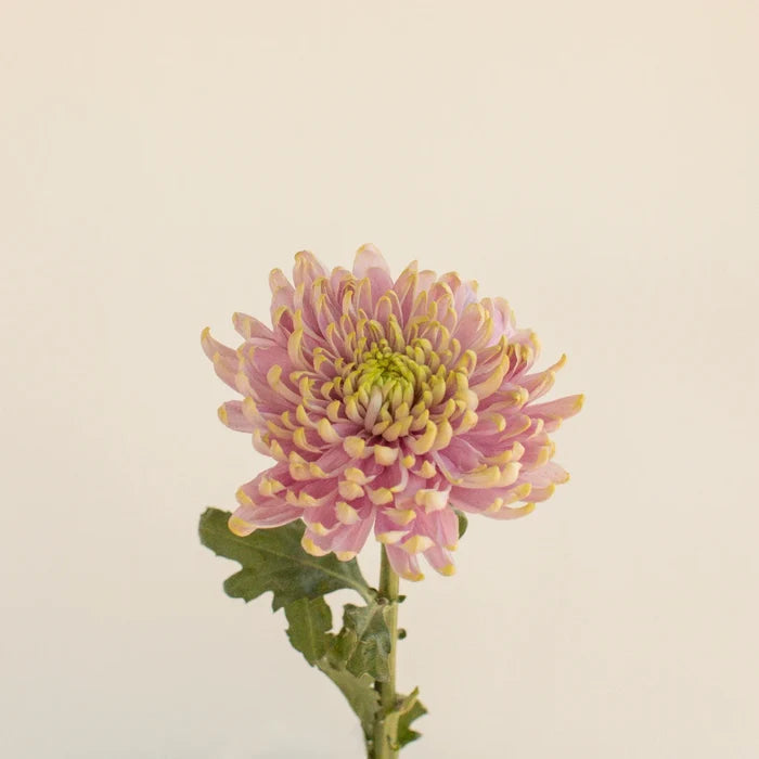 Cremon Rosanno Charlotte Stem - Image