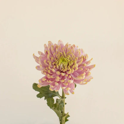 Cremon Rosanno Charlotte Stem - Image