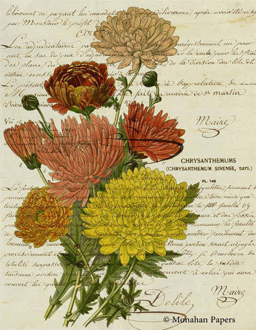 Orange Chrysanthemums Botanical (027) BOT62