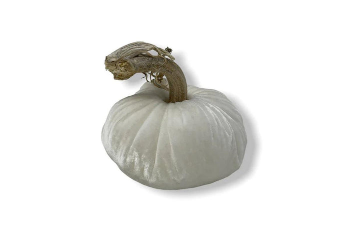PP Snow Pumpkin
