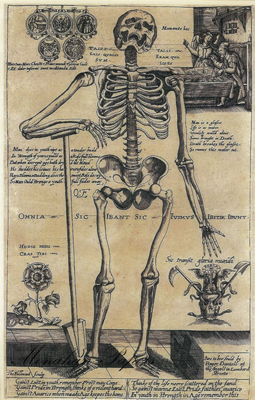 Skeleton  (017) SPS428