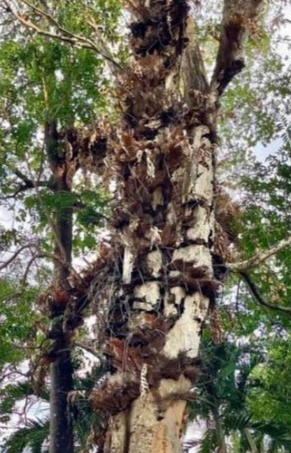 The Guardian - Protection - Earth / Tree Of Life