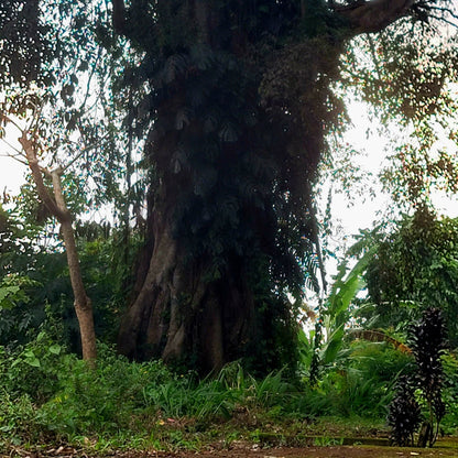 The Mystic - Memory - Spirit / Tree Of Life