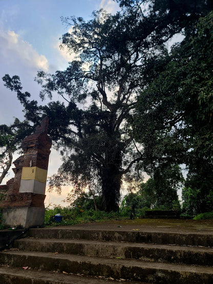 The Mystic - Memory - Spirit / Tree Of Life
