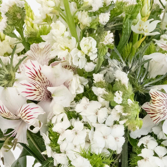White Blooming Spring Diy Flower Kit Close Up - Image