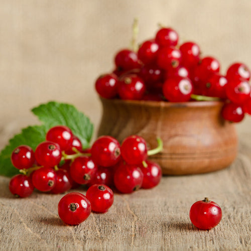 Wild Currant & Sandalwood Fragrance Oil 582